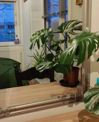 Directors Swimmingpool * Tilburg