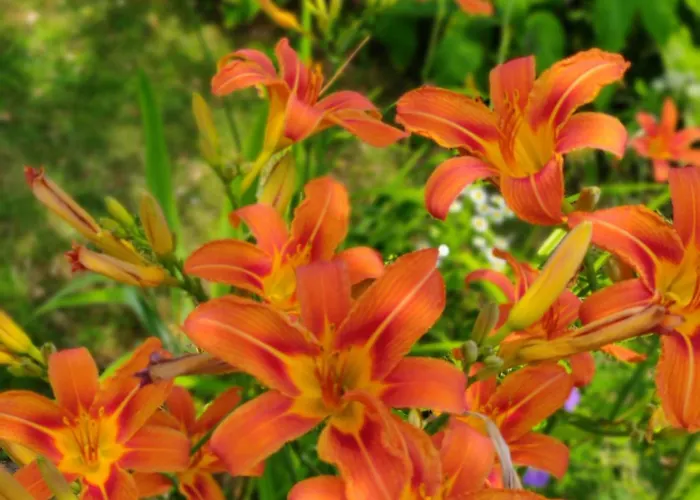 Directors Swimmingpool