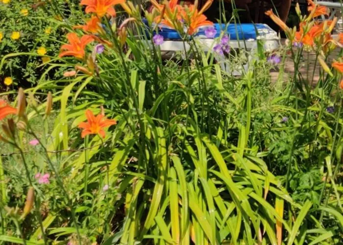 Directors Swimmingpool Privatunterkunft Tilburg