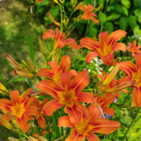 Directors Swimmingpool